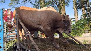 SAPI MONSTER HADRA AMUNISI SBK , tertinggi kelas extrim 🔥🔥