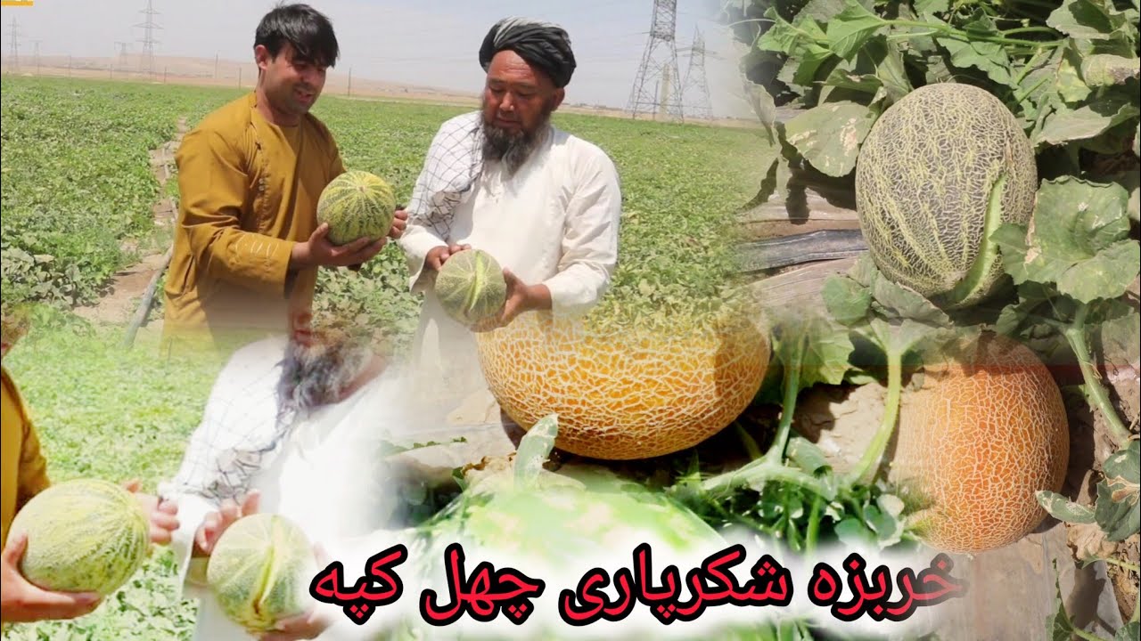 گزارش از خربوزه شیرخان بندر قریه چهل کپه