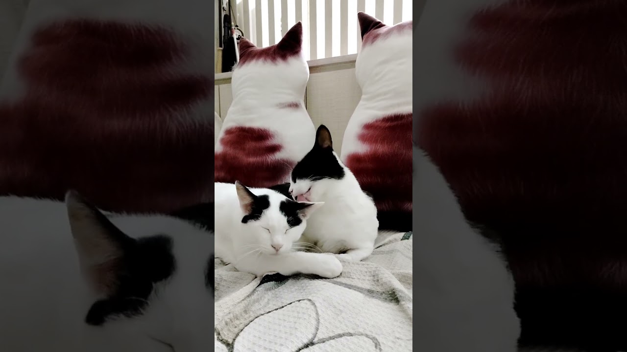 ［我的二貓］玩玩的閒來日常｜