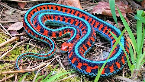 10 Most Beautiful Snakes in the World