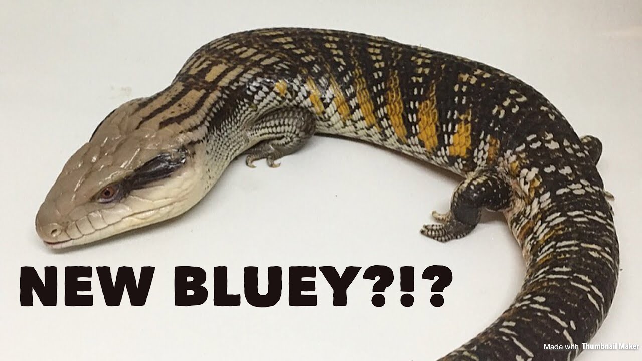 team 10年保証 SECRET LIZARD?!? (New Lizard).