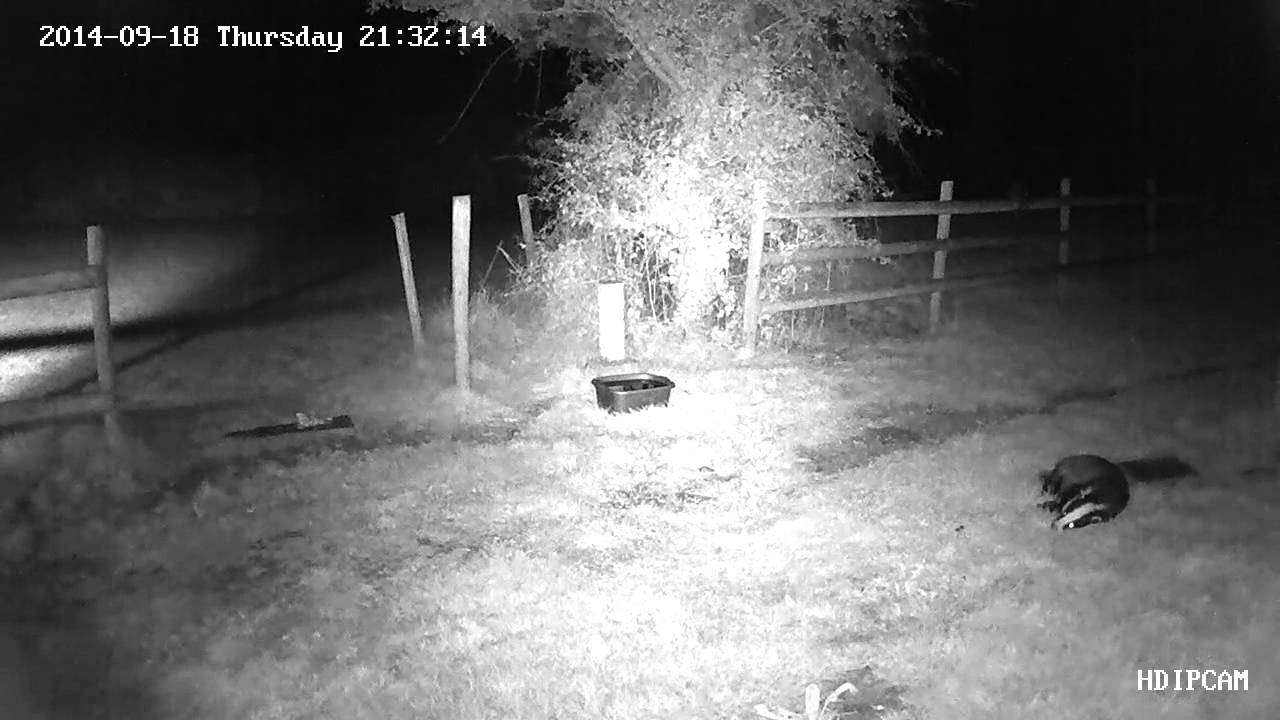 badger animal habitat Relaxer Badger !