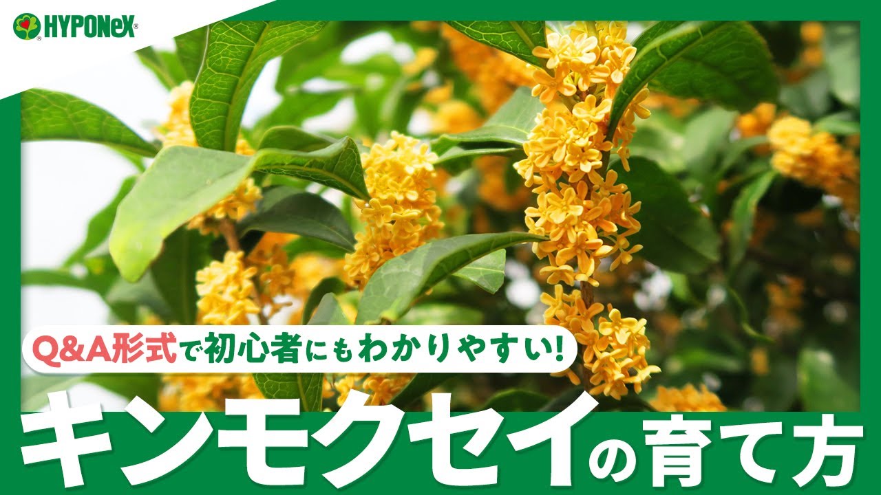 09 キンモクセイの育て方 キンモクセイはどんな植物 剪定や肥料 育て方や花言葉も紹介します Plantiaq A ガーデニングのお悩み解決 植物の情報 育て方をq A形式でご紹介 Youtube