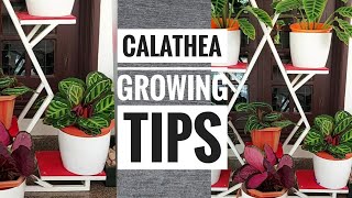 23 Stunning Calathea Varieties |care&Growing Tips(മലയാളം)