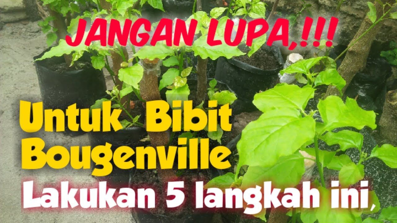 Cara Perawatan Bibit Bougenville Hasil Stek