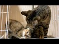 子猫の接し方を優しく指導する先住猫と柴犬 Shiba Inu and Cat trains the kitten