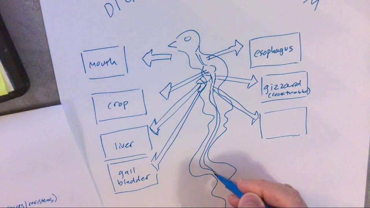 BIRDS: DigestiveSystem