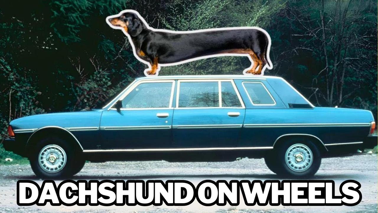 PEUGEOT 604 Limousine: French luxury in a classic model