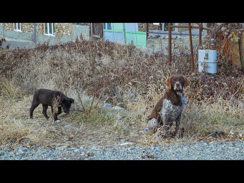 კახეთში ცხოველთა მუნიციპალური თავშესაფარი შენდება