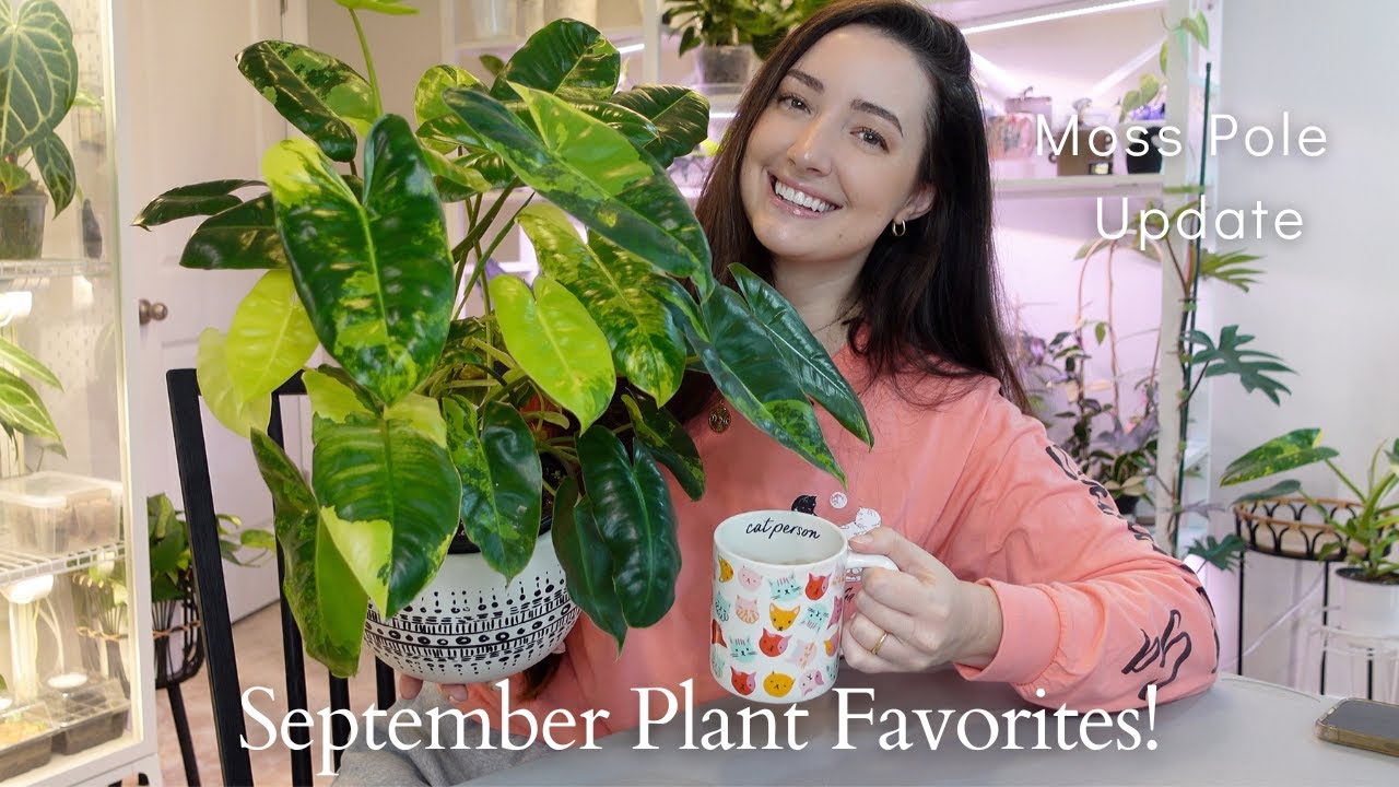 My September Plant Favorites! | Moss Pole Corner Growth Update