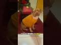 Even Simba Was Not Ready For This Winter вќ пёЏ 🥠Dogshorts Dogs Memes Funny Fypг г љviral Shorts Even Simba Was Not Ready For This Winter вќ пёЏ 🥠Dogshorts Dogs Memes Funny Fypг г љviral Shorts