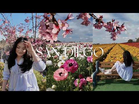 LOS ANGELES DIARIES | spring day trip to carlsbad flower fields, cherry blossoms in san Diego,