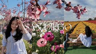 LOS ANGELES DIARIES | spring day trip to carlsbad flower fields, cherry blossoms in san Diego,