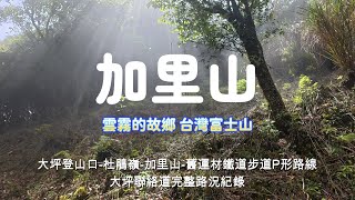 苗栗加里山步道｜台灣富士山｜大坪登山口一杜鵑嶺P型｜ 迷霧的王者 帝雉｜水晶蘭#小百岳#加里山#富士山