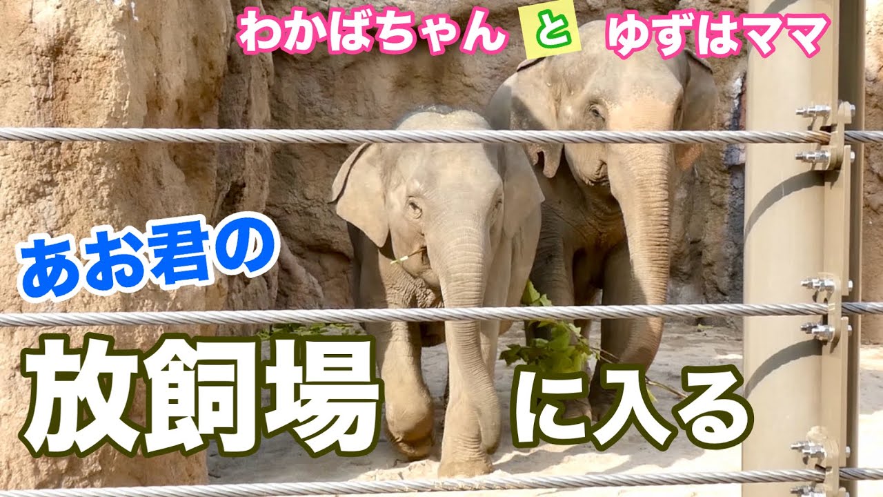 オスの放飼場で過ごす わかばちゃんと ゆずはママ