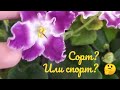 Фиалки! Сорт или спорт? Быть или не быть... вот в чем вопрос! 🤔