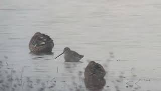 Long-billed Dowitcher - Limnodromus scolopaceus - Grote grijze snip