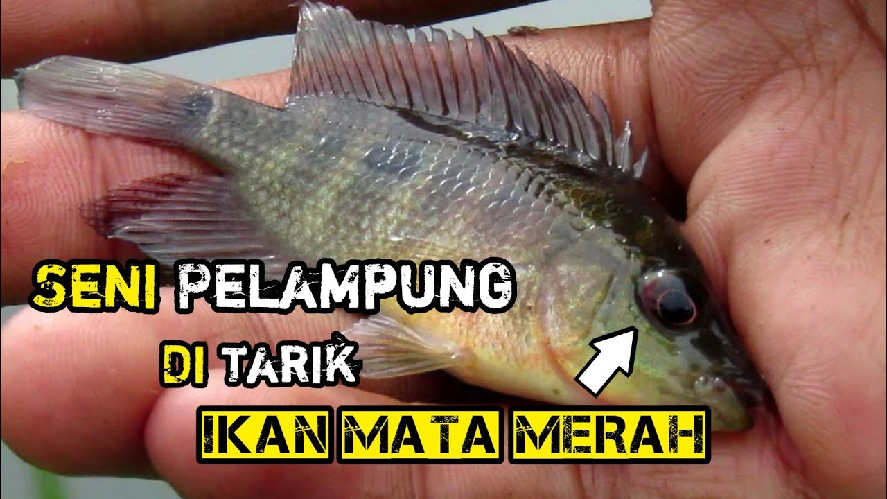 MANCING IKAN RED DEVIL UMPAN LARON AUTO KUWALAHAN