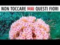 Se Vedi Questi Fiori in Mare, Esci Subito dall’Acqua