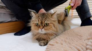 A battle against a giant ball of fur! The kitten runs away in agony!?