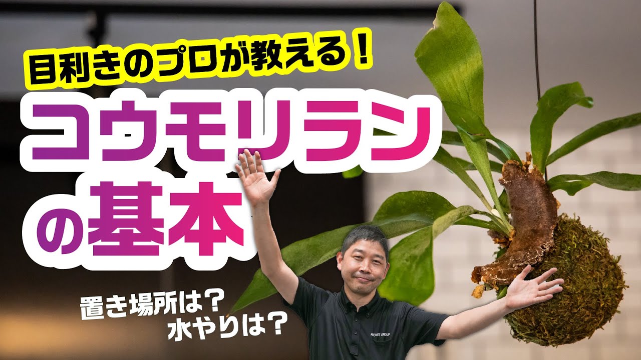 コウモリラン】基本の管理の仕方＆品種紹介 - YouTube