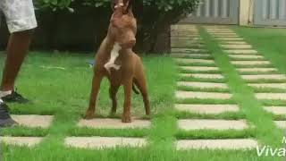 Campeã Nas Exposições Canil Red Minas