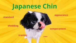 Japanese Chin: From Ancient Japan to Your Loving Home
