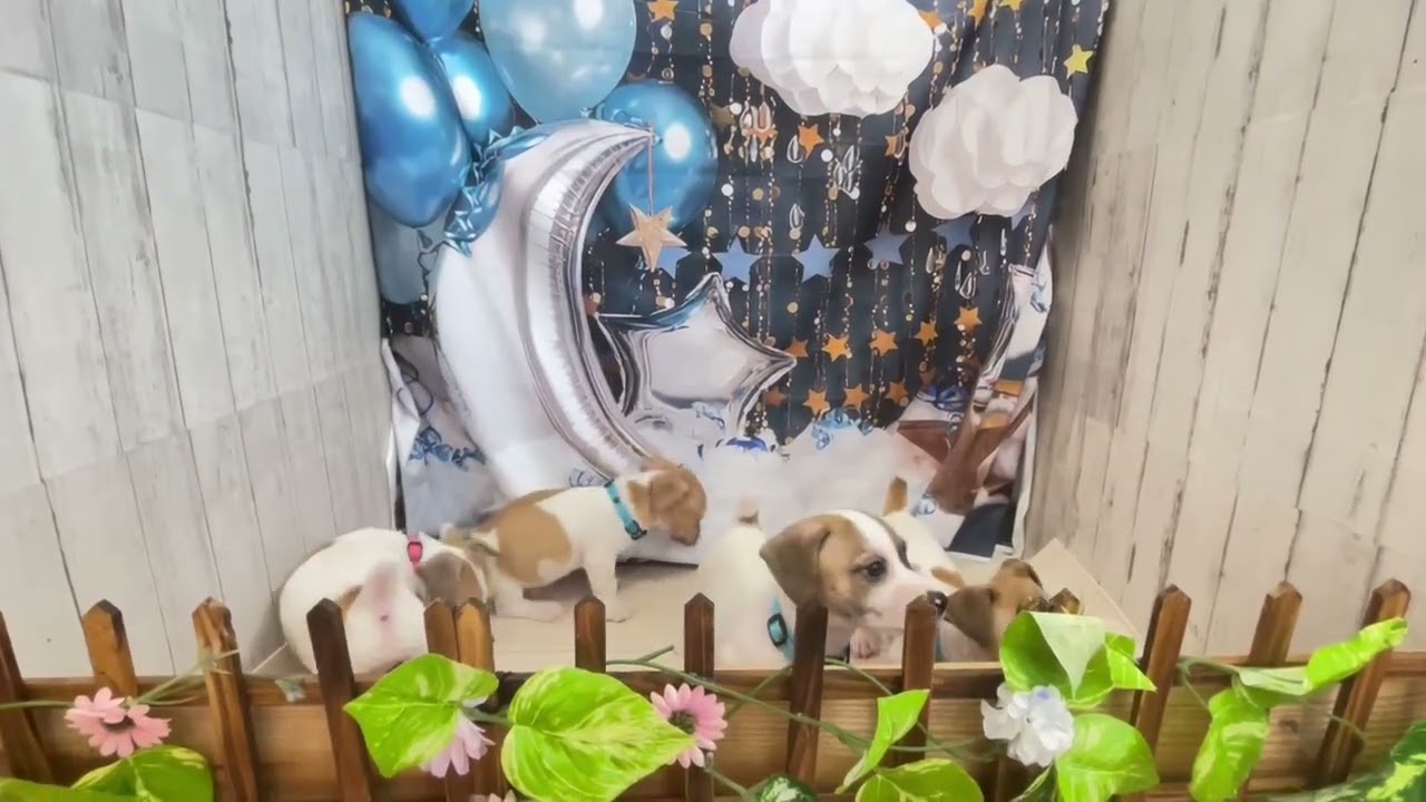 ジャックラッセルテリアの子犬（オス♂） 霧島店｜ペットショップCoo＆RIKU