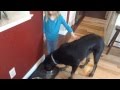 Rottweiler Food Aggression Fixed