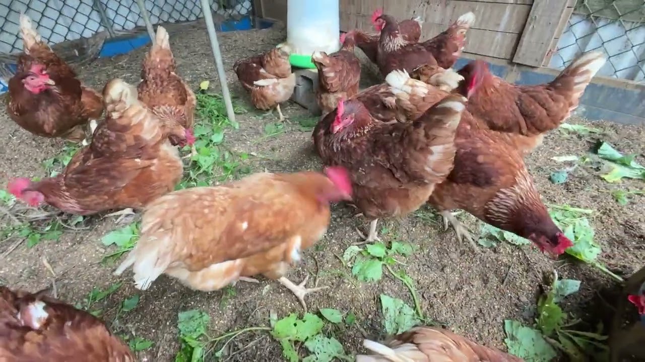 長安農園20260128(雞舍現況)