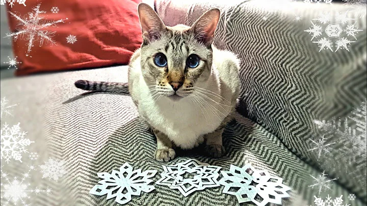Meowflakes - Cat playing with paper cut-out of snowflakes | Catmas Day 18