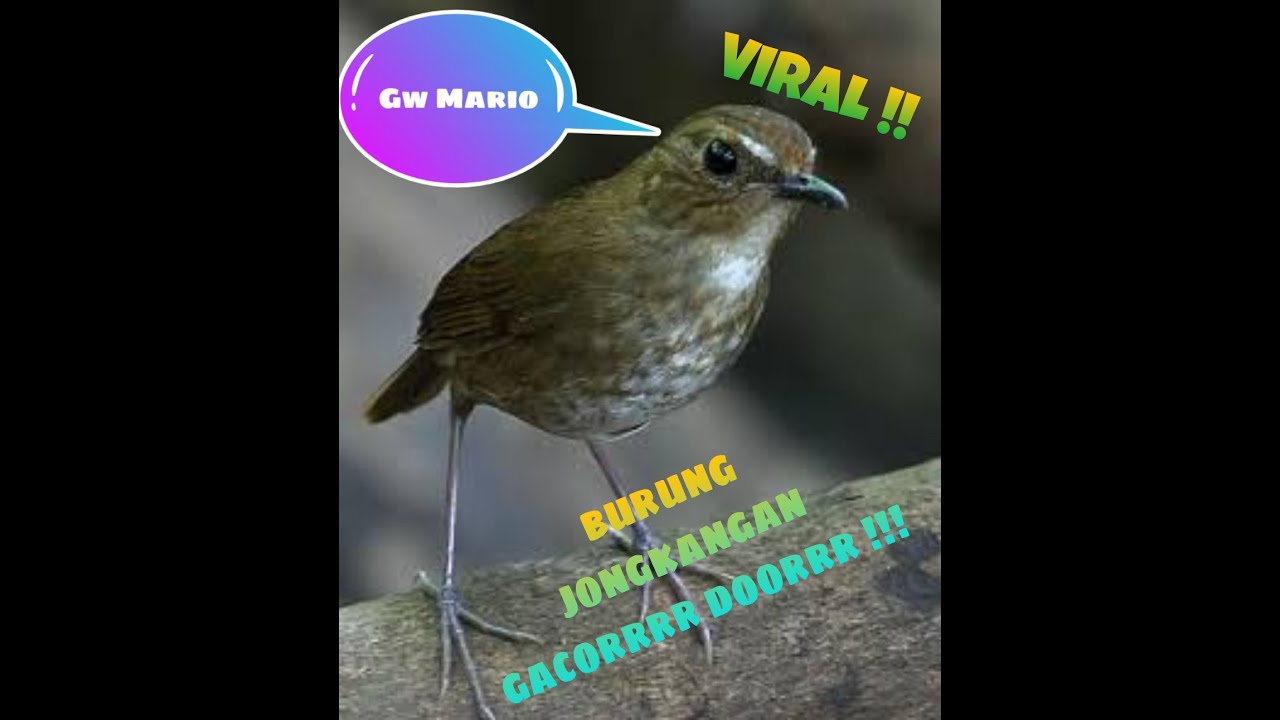 420 Gambar Burung Jongkangan Gratis Terbaru