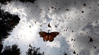 Llegada De Mariposa Monarca A México