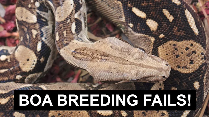 I FAILED at Breeding these Boas (and how YOU can, too!)