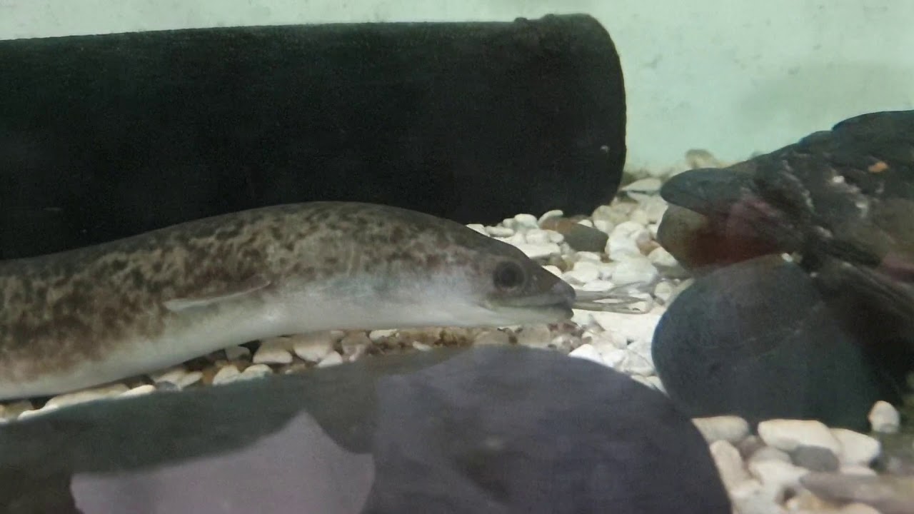 鱸鰻吃蝦 養鱸鰻要打氣嗎