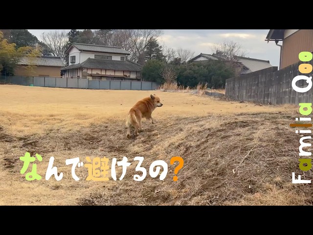 The day I was avoided by a stray dog ​​| A night when I thought