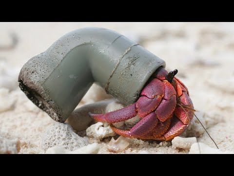 Momentos de Genialidade Animal Que Vão Te Surpreender