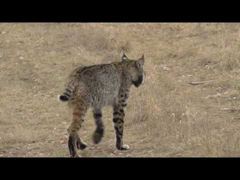 Incredible Encounter with a Curious Bobcat
