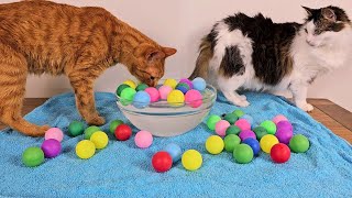 Do my cats like ping pong balls?