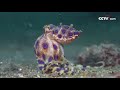 Прекрасные и крайне опасные синекольчатые осьминоги|CCTV Русский