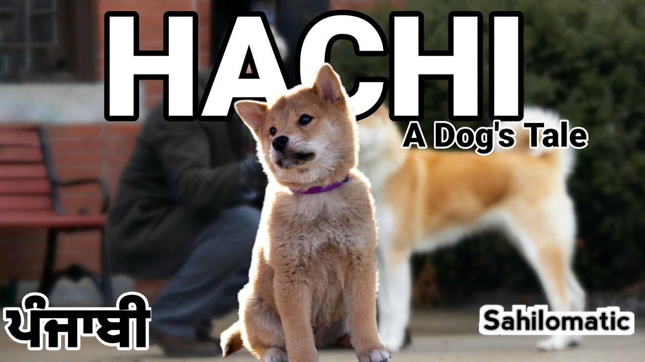 hachiko a dog's story full movie explained in punjabi Sahilomatic