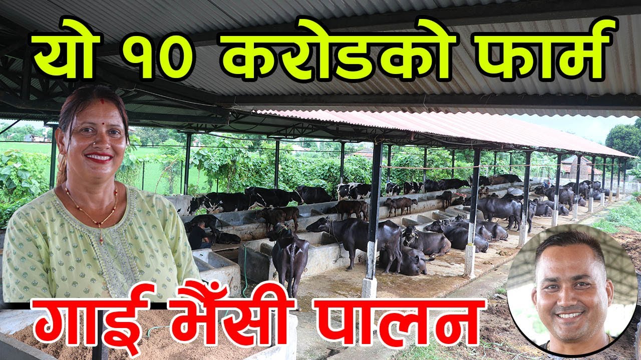 १० करोड खर्चेर  गाई, भैँसी पाल्न थालेका दाईभाउजु ! कतारबाट फर्केर गरे यस्तो काम │Nepal Chitra