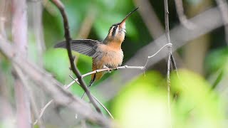 Beija Flor Rabo Branco Acanelado Phaethornis Pretrei Mostrando Toda Sua Beleza Na Natureza