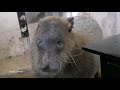 How Capybaras Communicate with Humans  カピバラが人間とどのようにコミュニケーションするか  水豚如何與人類交流