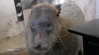 How Capybaras Communicate with Humans