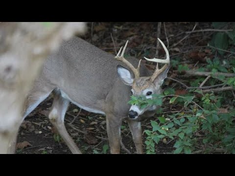 Video: ¿Necesito agregar grasa a la carne de venado molida?