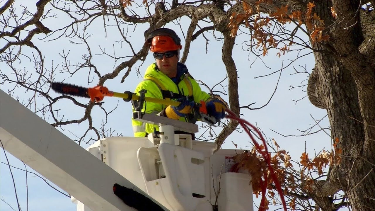 Tree Trimming in Plymouth - YouTube