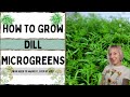 How to grow dill microgreens with on the grow