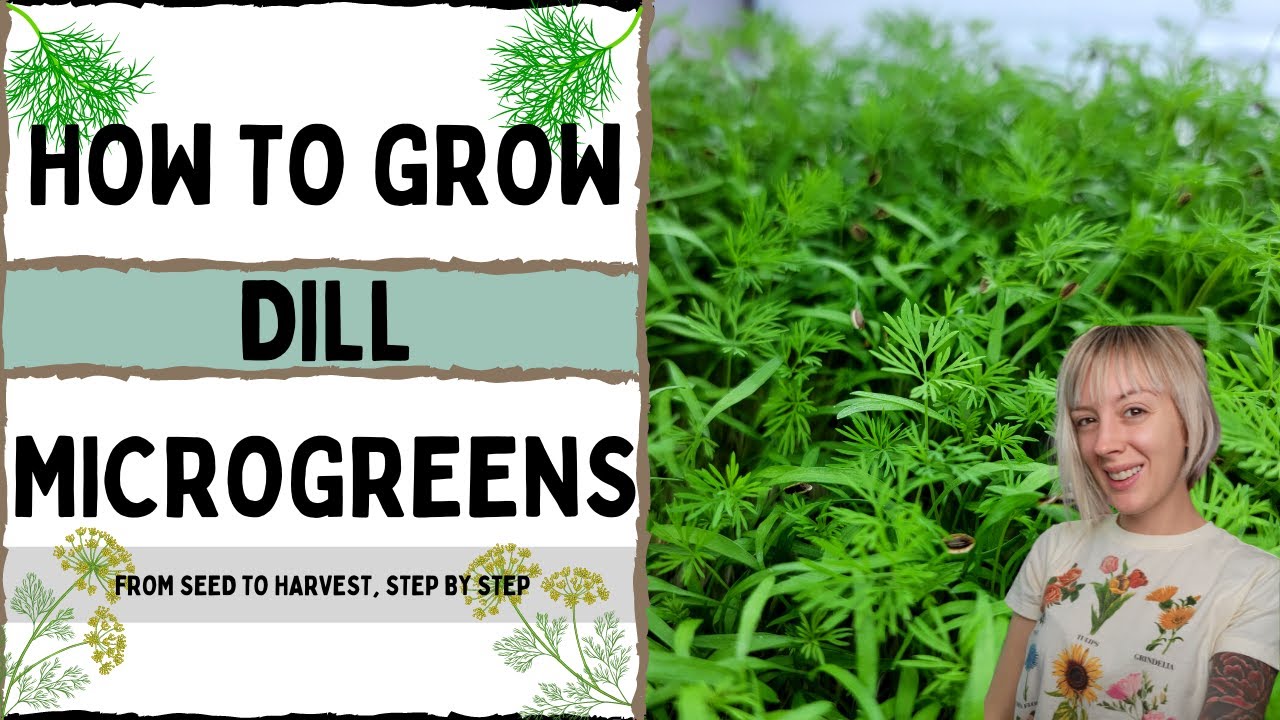How to Grow Dill Microgreens with On The Grow