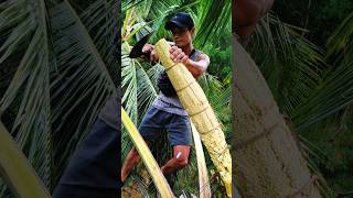 Second Step Before Tapping Coconut Flower #CoconutSap #TraditionalFarming #CoconutHarvest
